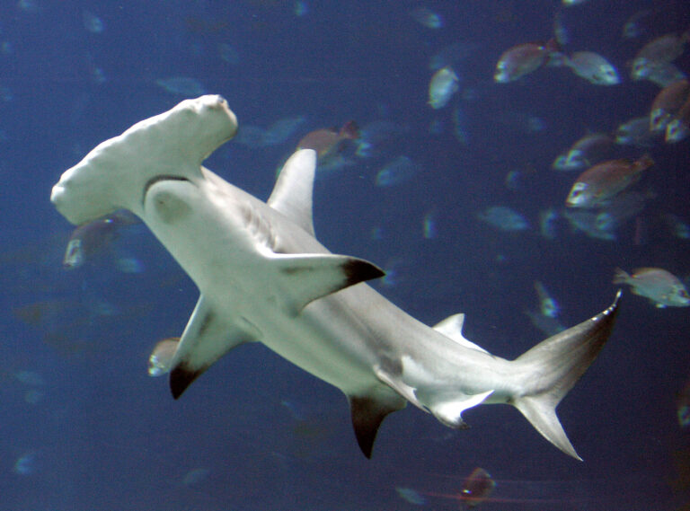 Handeln med hajar från familjen hammarhajar kommer att skyddas noggrant.