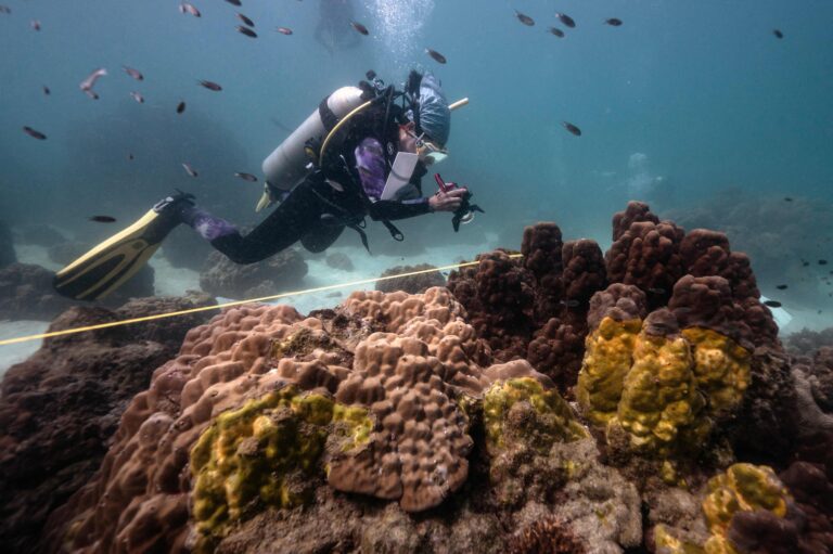 Dykare inspekterar koraller