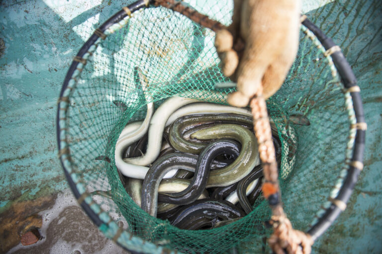 Fångade ålar i en håv
