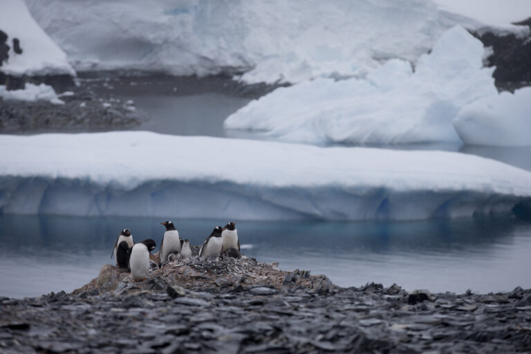 Pingviner på land med isflak i bakgrunden