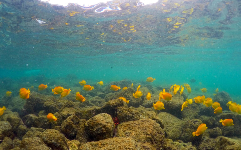 fish swim near bleaching coral